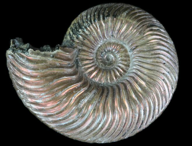Iridescent Ammonite (Quenstedticeras) Fossil With Pyrite #78523